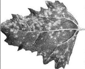 ویروس پژمردگی باقلا